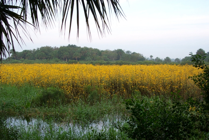 Lake Jesup Wilderness Area