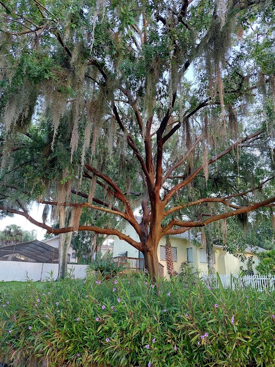 Longwood