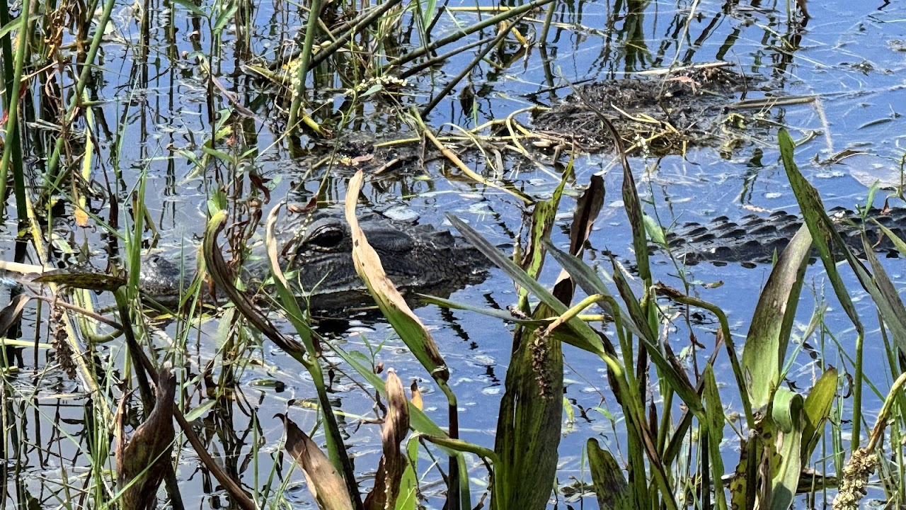 Black Hammock Orlando Airboat Rides