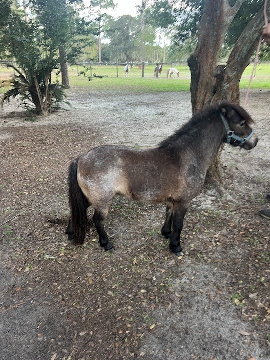Carmela’s farm