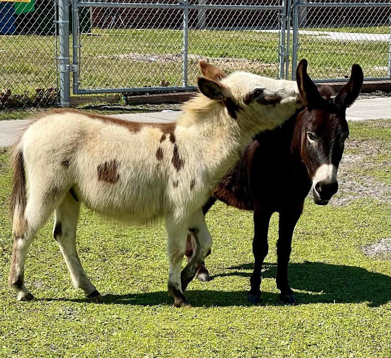 Special Hearts Farm