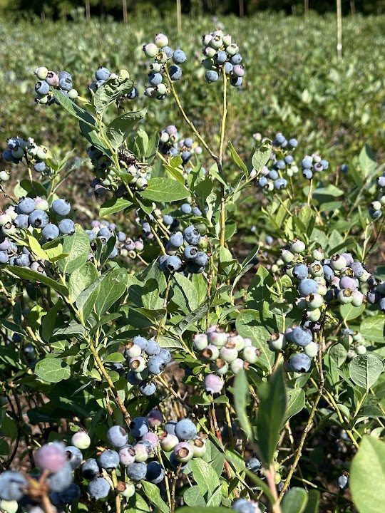 Williams U Pick Blueberry Farm