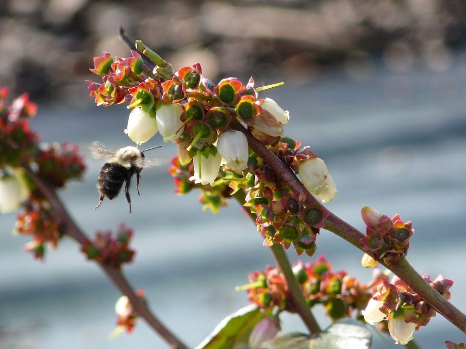 Blueberry Hill Farm