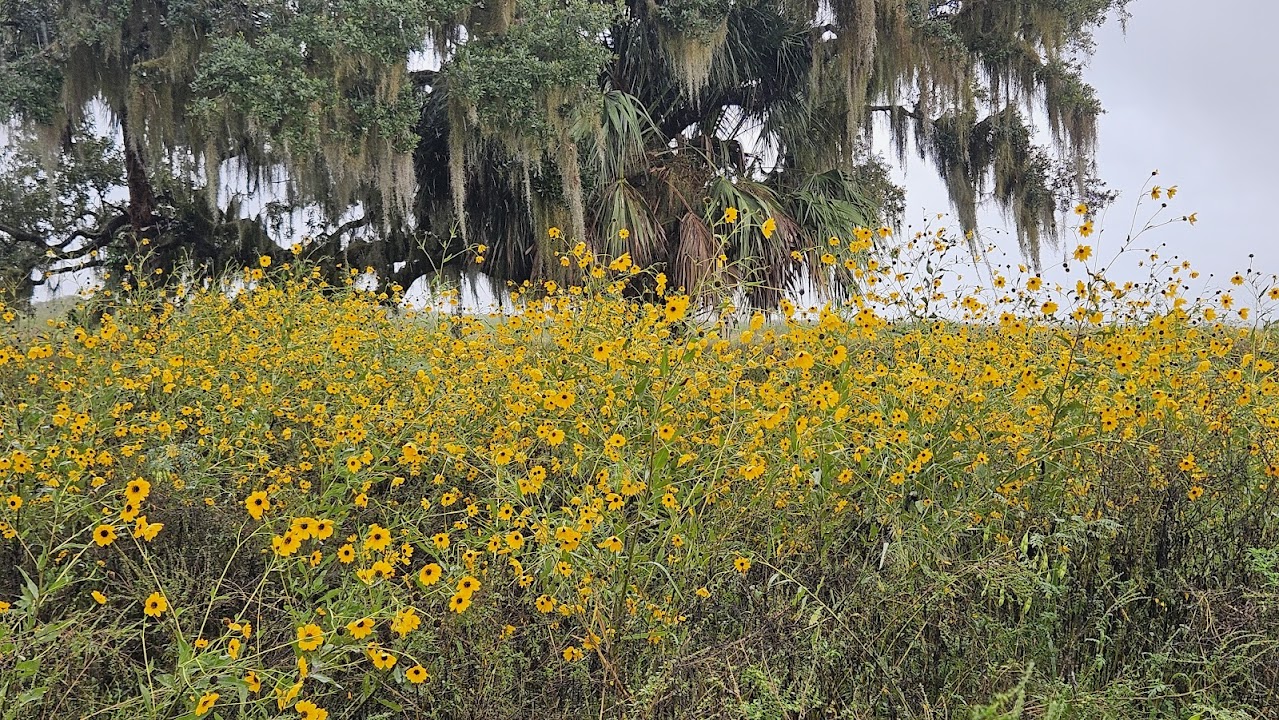 Lake Jesup Conservation Area