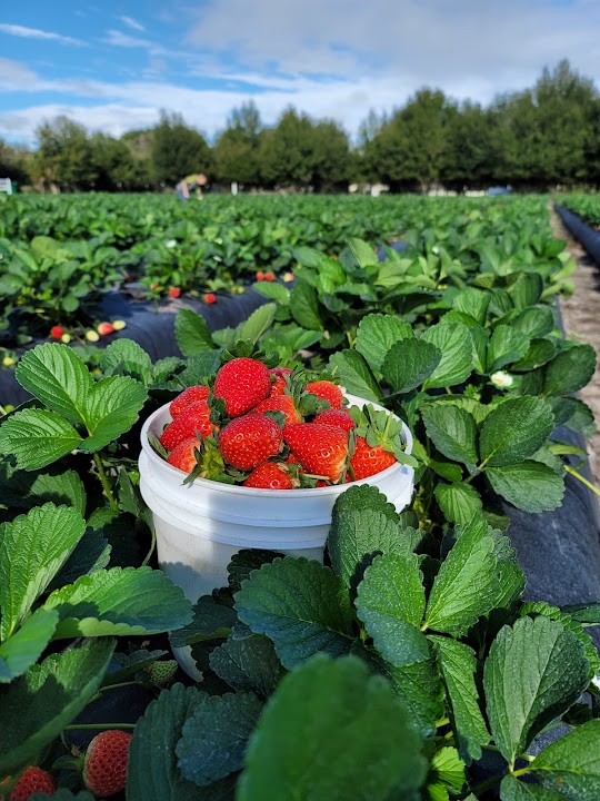 Mick Farms