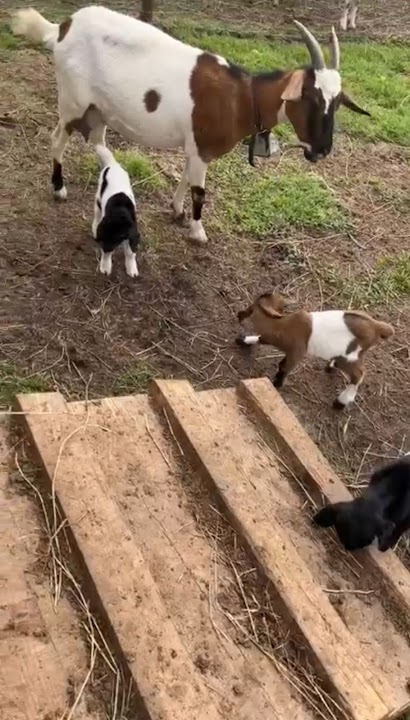 ZITO´S FARM