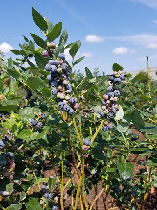 Tom West Blueberries