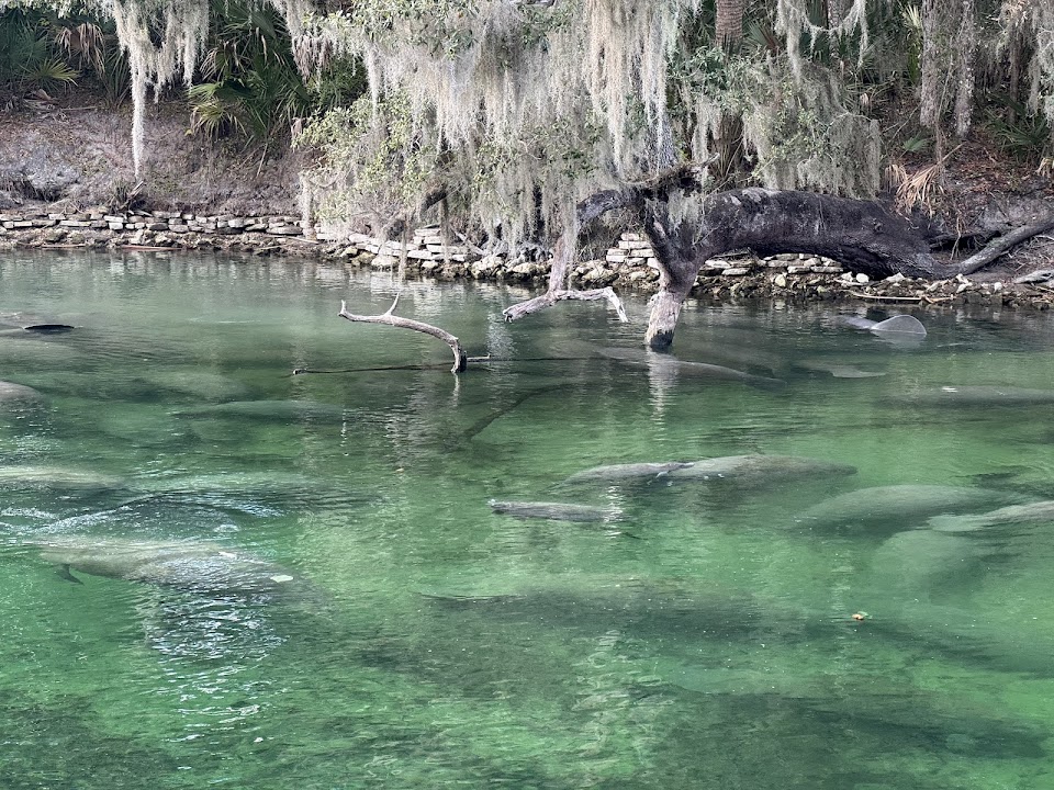 Blue Spring Adventures